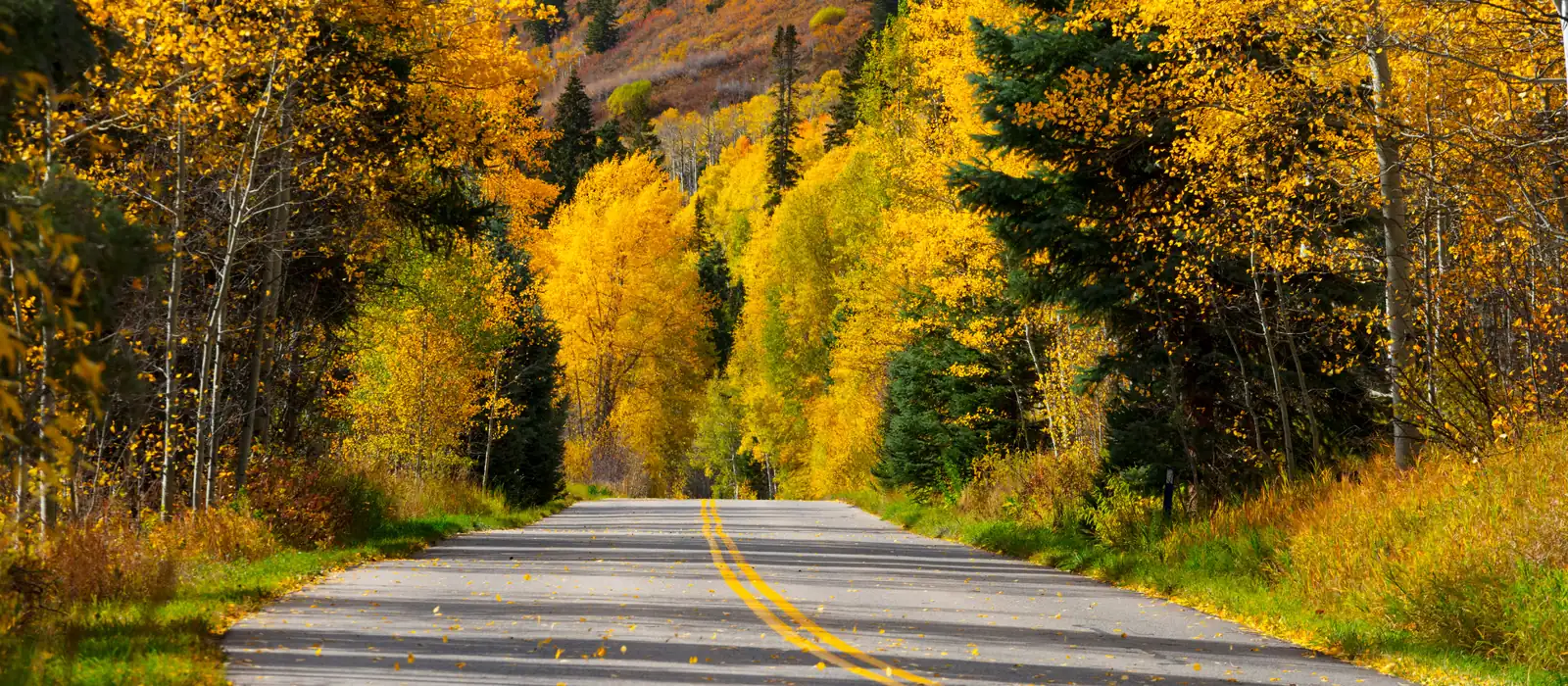 Aspens along a mountain road in Clear Creek Canyon near Golden.